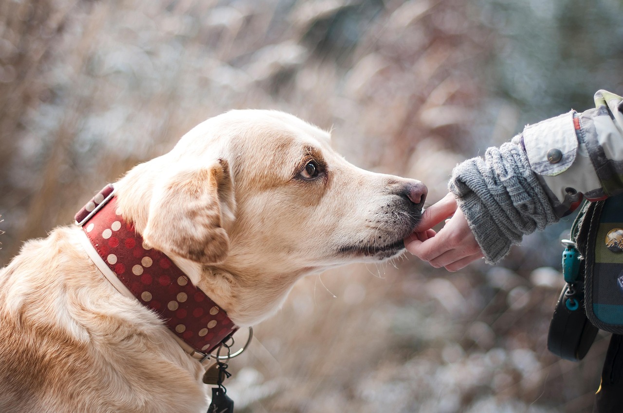 Peut-on faire confiance aux IA pour diagnostiquer des maladies ?